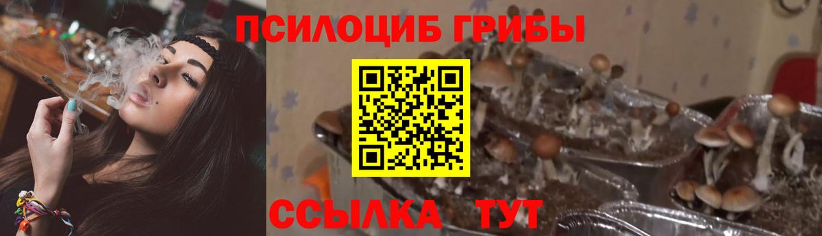 Псилоцибиновые грибы прущие грибы  Усть-Кут 